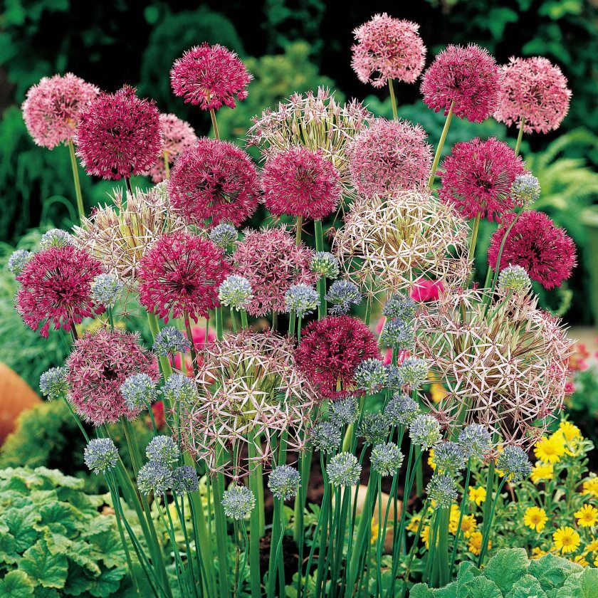 Flower beds at the cottage