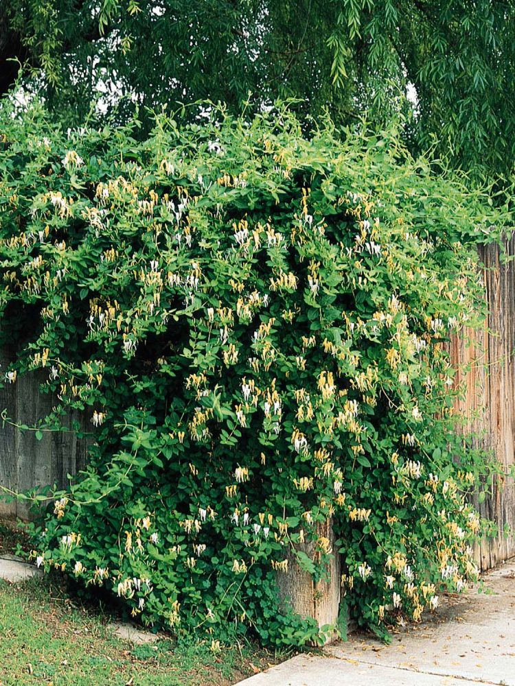 Lonicera japonica - Жимолость японская