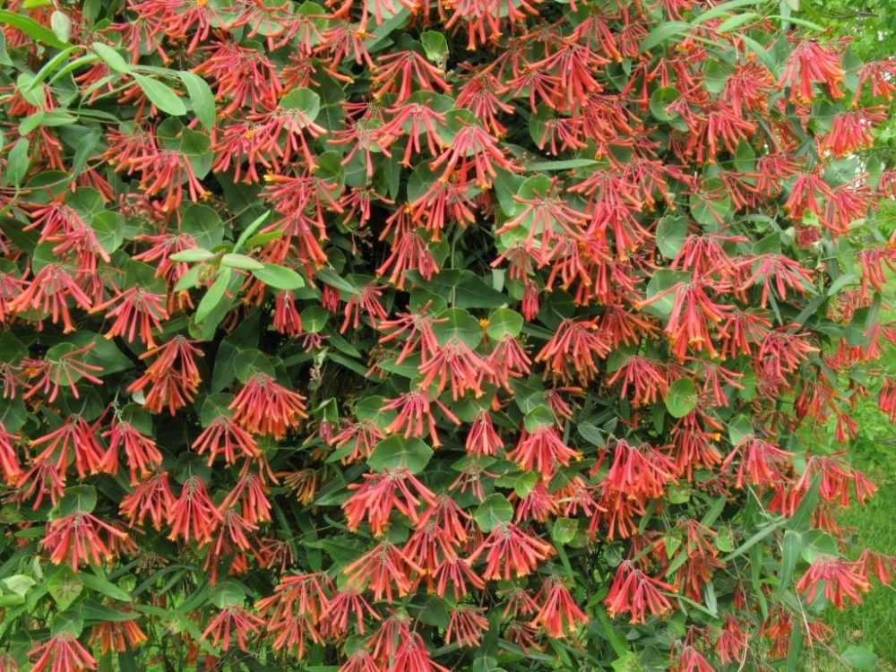 Жимолость вечнозеленая (Lonicera sempervirens) Cedar Lane