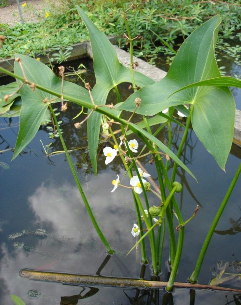 sagittaria_sagittifolia