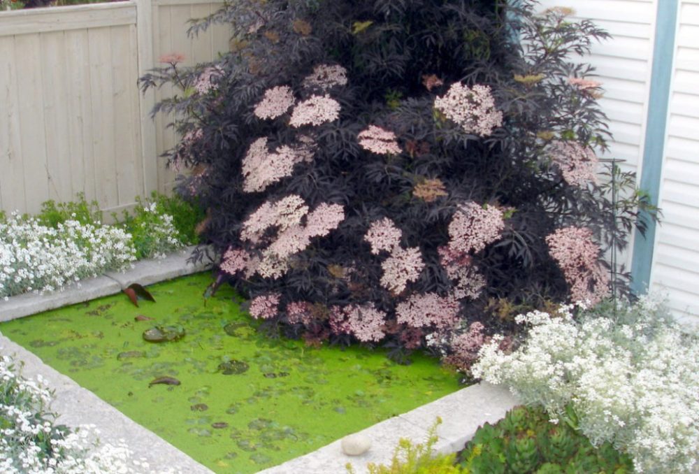 Бузина черная « Блэк Лайс» (Sambucus nigra Black lace)