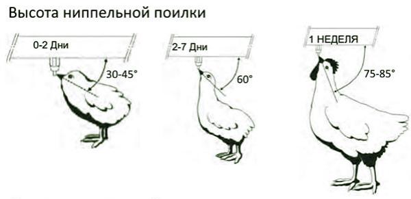 Как сделать поилку для цыплят своими руками