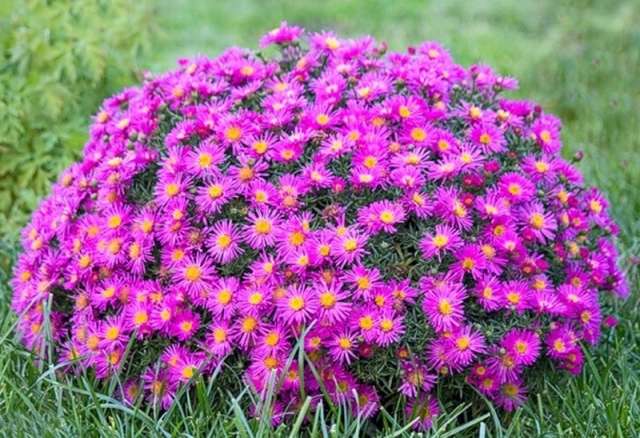 Астра многолетняя – холодостойкое растение с цветами – звёздами. Есть весенние, летние и осенние сорта