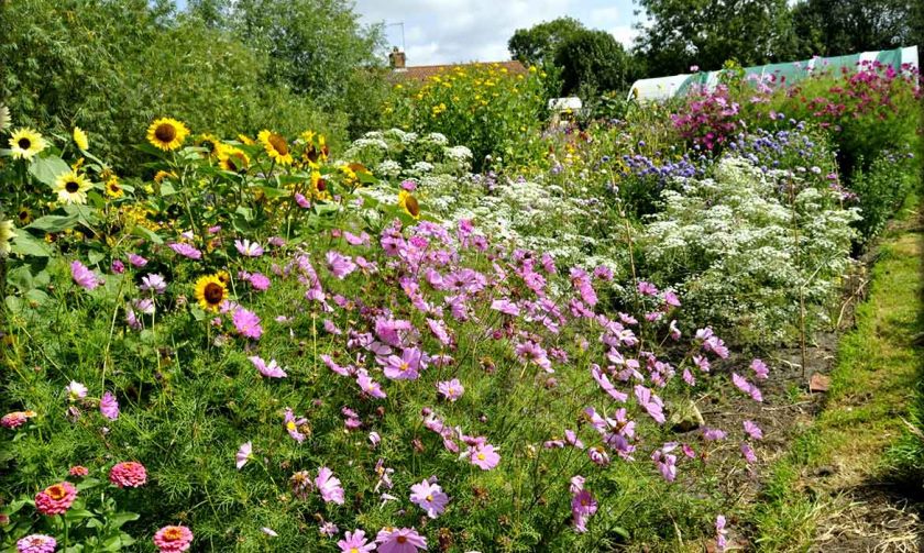 cottage-garden-flowers-for-sale-norfolk