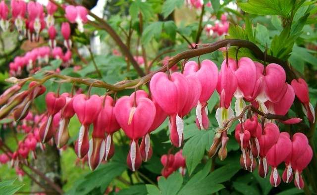 Дицентра – растение с сердцевидными цветами, свисающими с дугообразного стебля. Куст высотой от 30 до 100 см