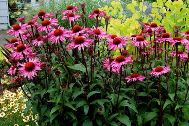 Эхинацея пурпурная – лекарственное растение с большими, красивыми цветами.