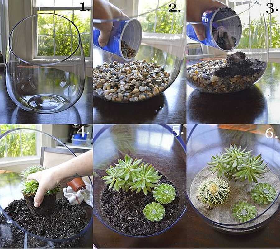 Первый флорариум своими руками попробуйте сделать из суккулентов и кактусов