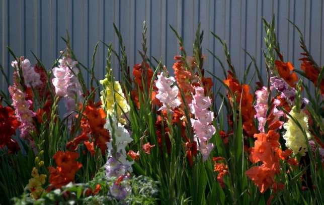 Гладиолусы – высокие красивые растения с большим соцветием колос.