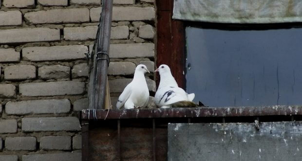 как отвадить голубей от балкона