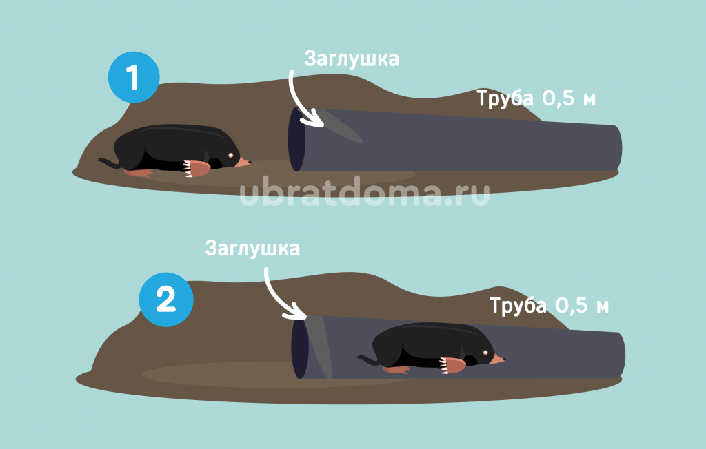 Как сделать ловушку для крота с помощью трубы?