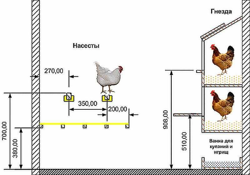 Обустройство курятника внутри: рекомендованные размеры 