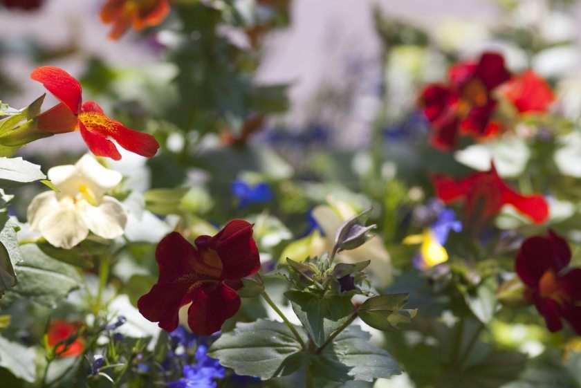 flowers in a cottage garden flower bed