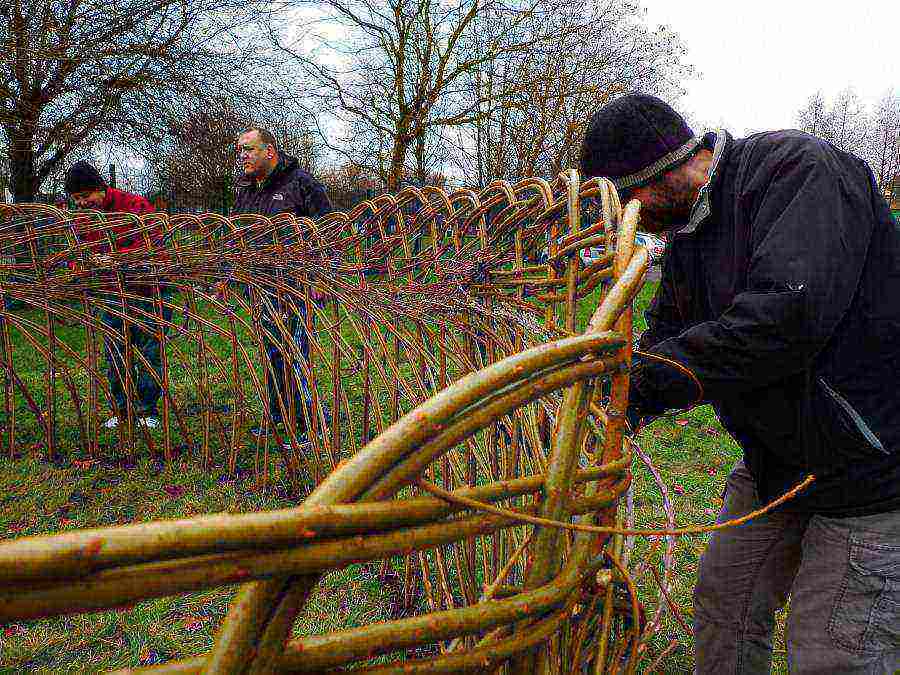 плетение забора из ивы для начинающих