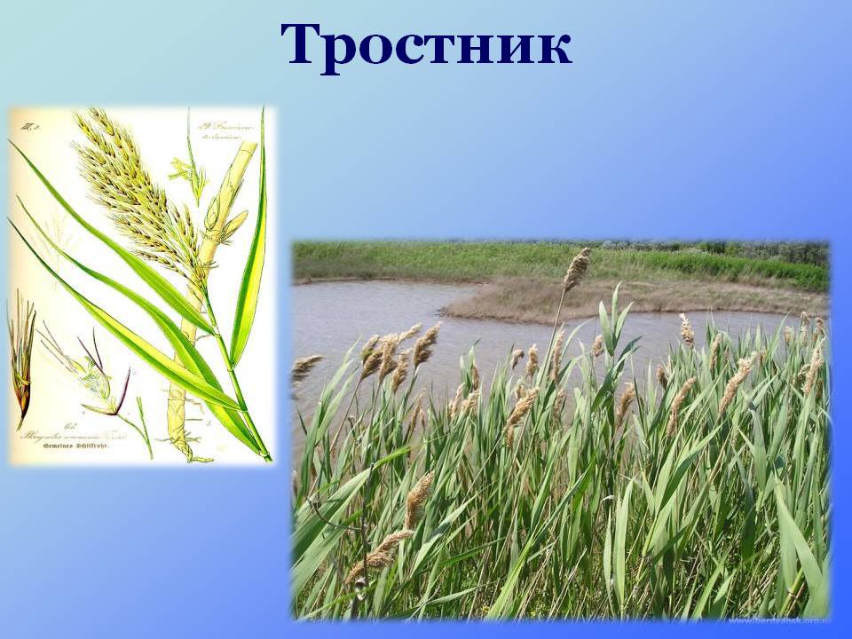 Тростник