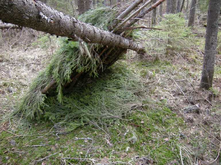  как сделать шалаш из ельника