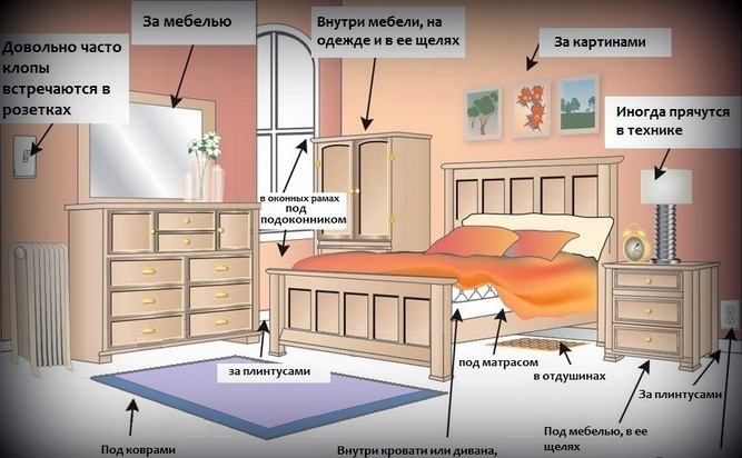 Схема, демонстрирующая места жительства клопов в комнате