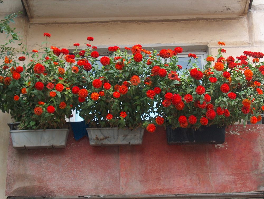 яркие цветы в интерьере балкона на перемычках пример