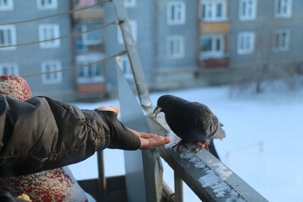 Не стоит кормить голубей на балконе, иначе избавиться от них будет сложно